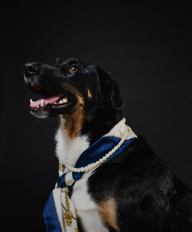 <h4><strong>New in</strong></h4><h1>Pet Supplies</h1>
