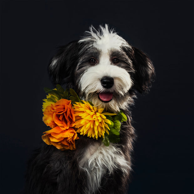 <h4><strong>New in</strong></h4><h1>Pet Supplies</h1>